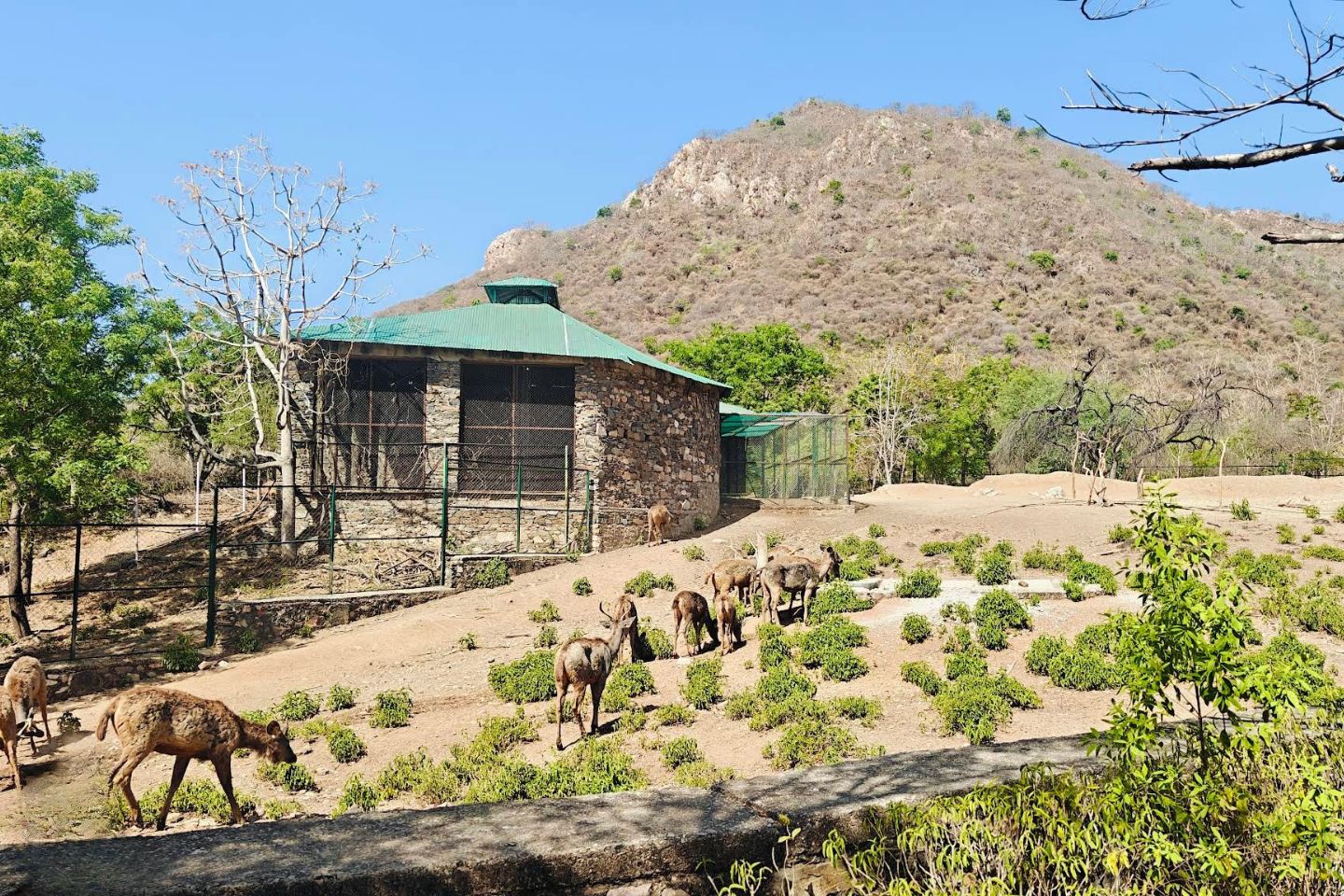 Sajjangarh Wildlife Sanctuary Udaipur 